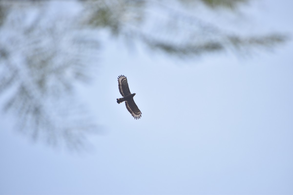 Crested Serpent-Eagle - ML578694671