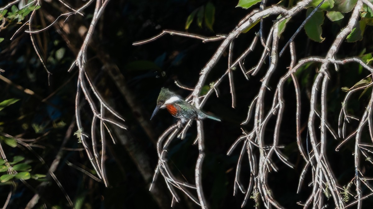 Green Kingfisher - ML578695541