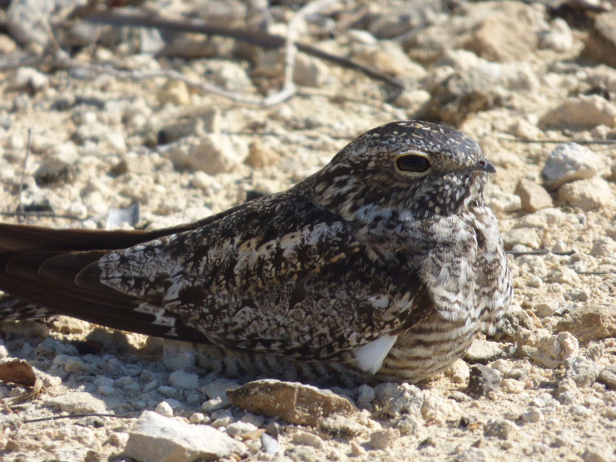 Antillean Nighthawk - Tarra Lindo