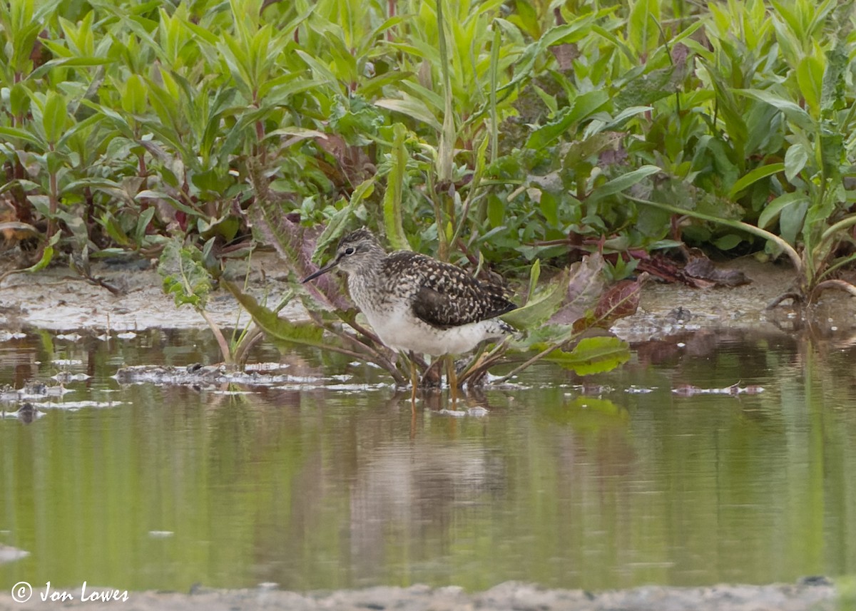 Bruchwasserläufer - ML578695831