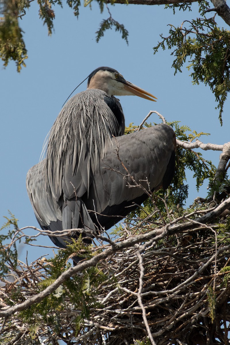 volavka velká - ML578696431