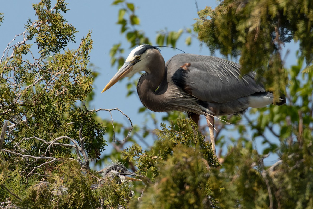 Great Blue Heron - ML578696441