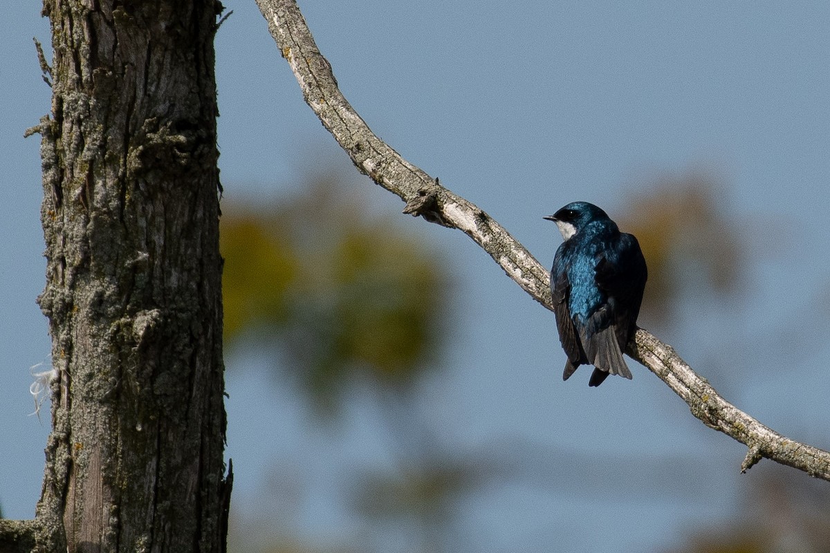 Tree Swallow - Gerry Gerich