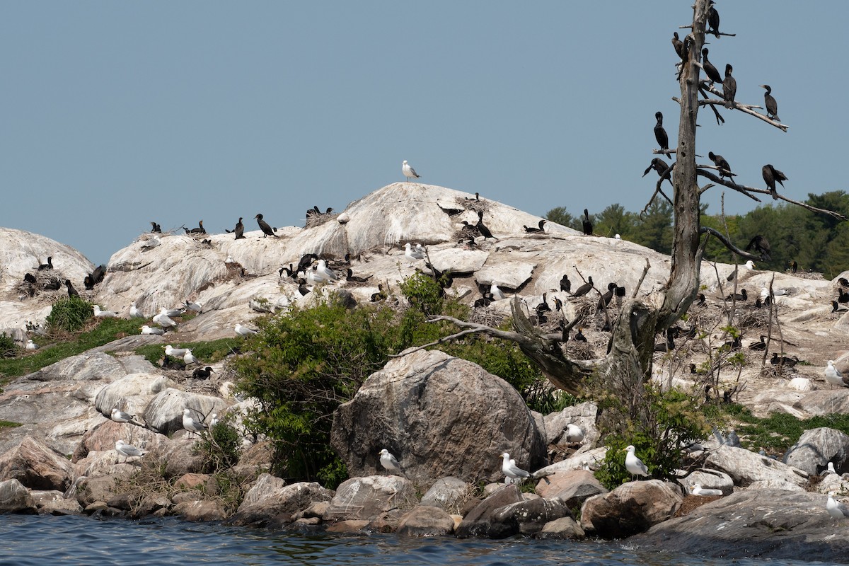 racek americký - ML578696811