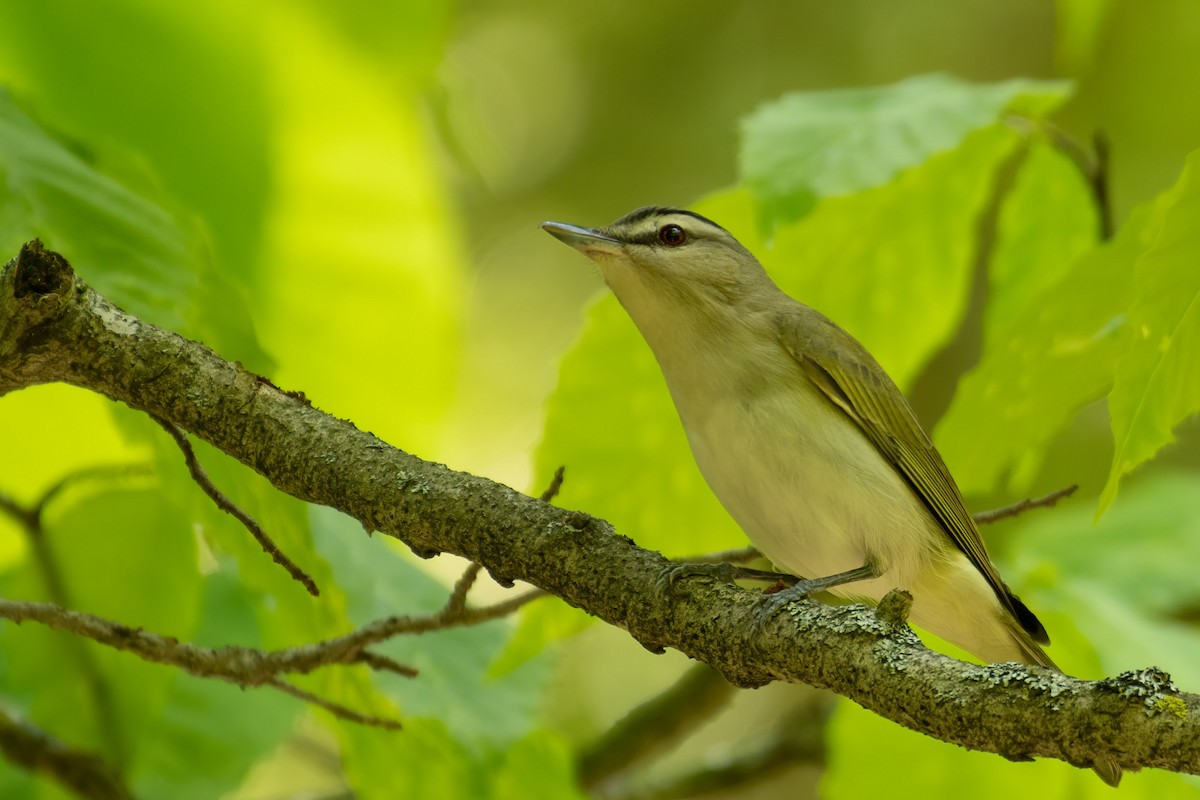 Red-eyed Vireo - Gerry Gerich