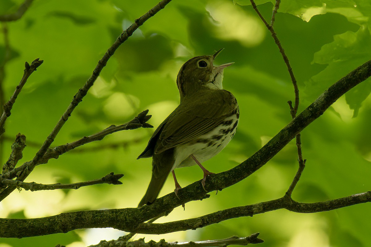 Ovenbird - Gerry Gerich