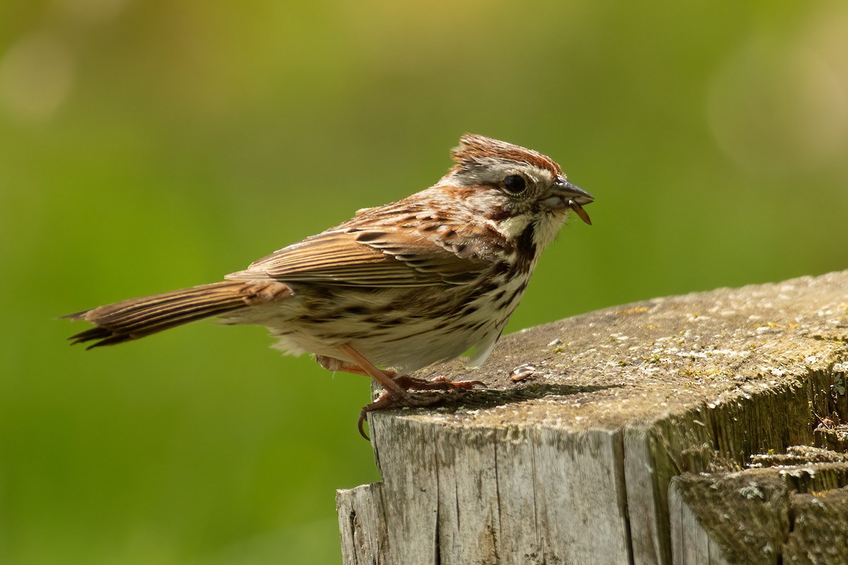 Song Sparrow - Gerry Gerich