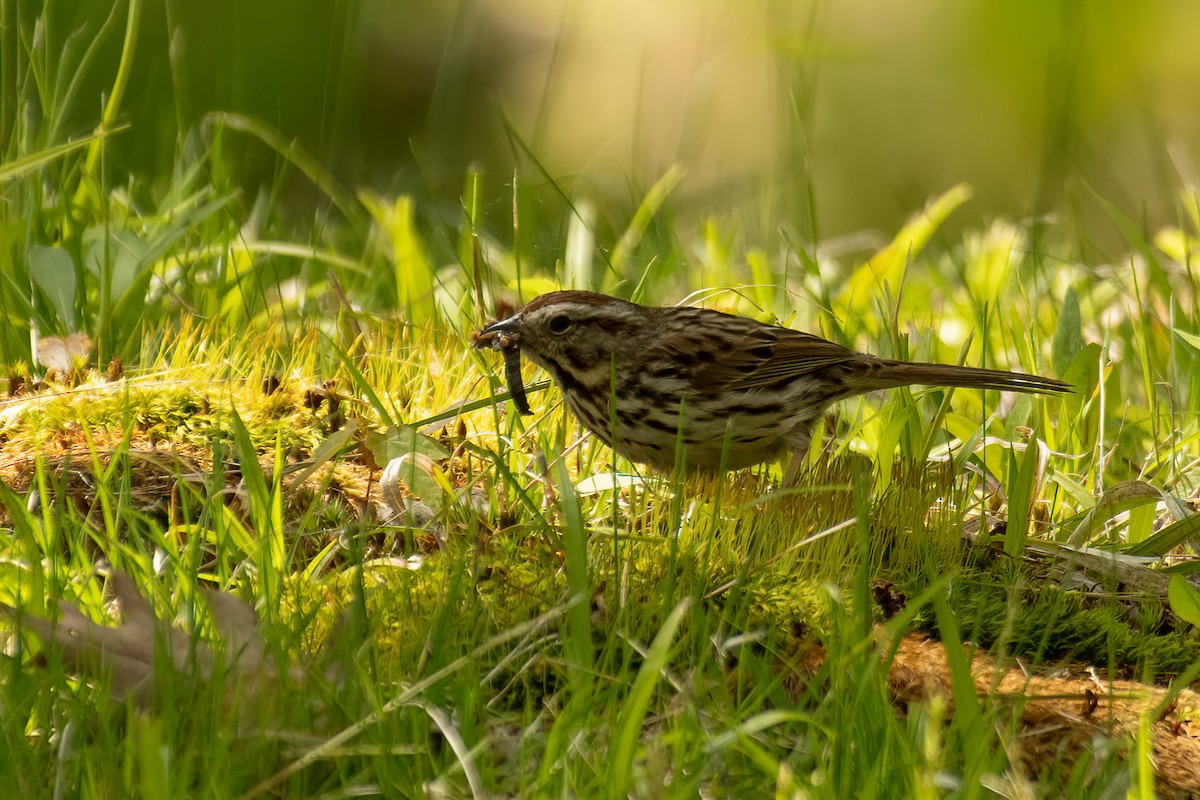 Song Sparrow - ML578697611