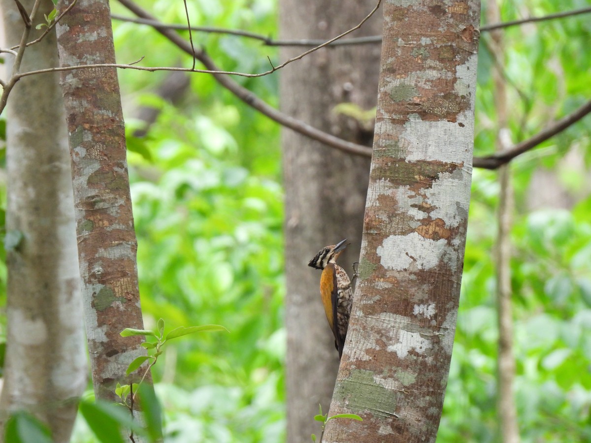 Common Flameback - ML578698851