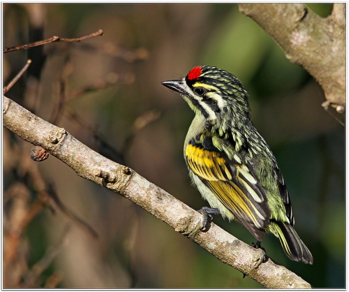 Southern Red-fronted Tinkerbird - Anton Pearson
