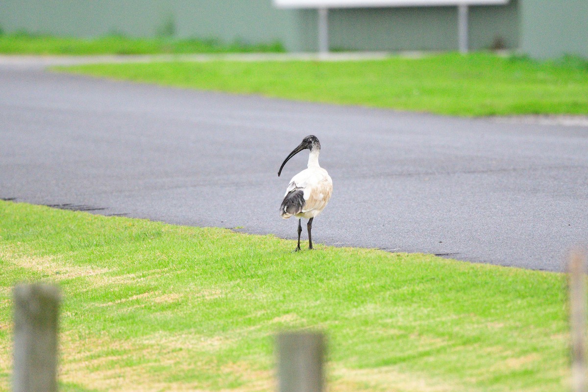 ibis australský - ML578699401