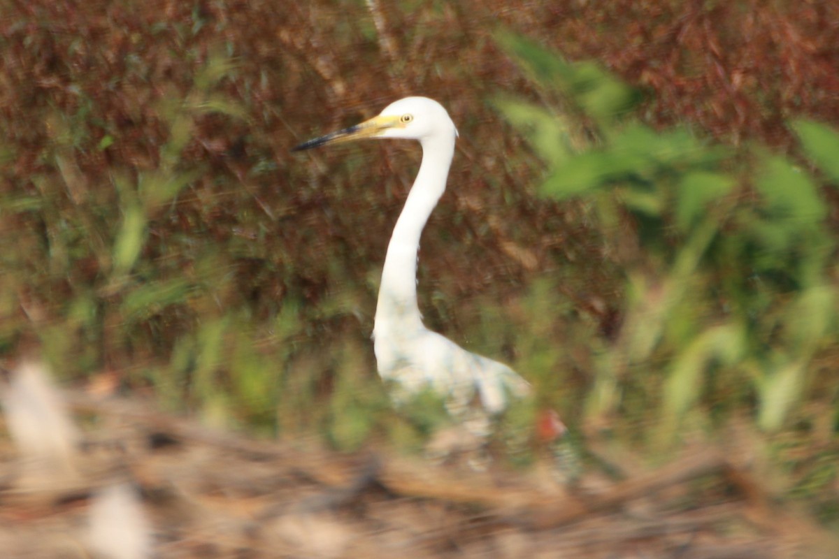 Little Egret (Australasian) - ML578699841