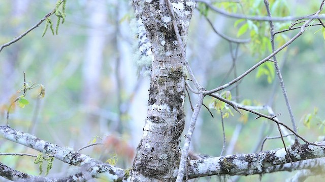 Sikkim Treecreeper - ML578699871