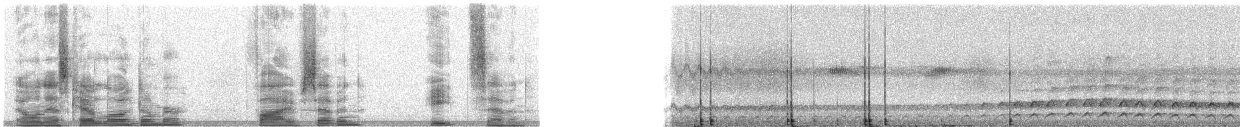 Duetting Giant-Honeyeater - ML5787