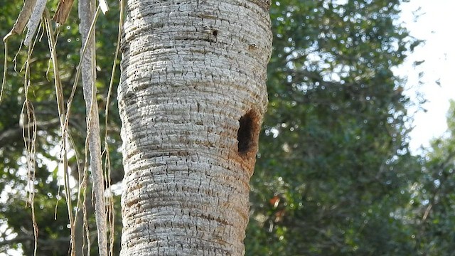 Red-bellied Woodpecker - ML578700141