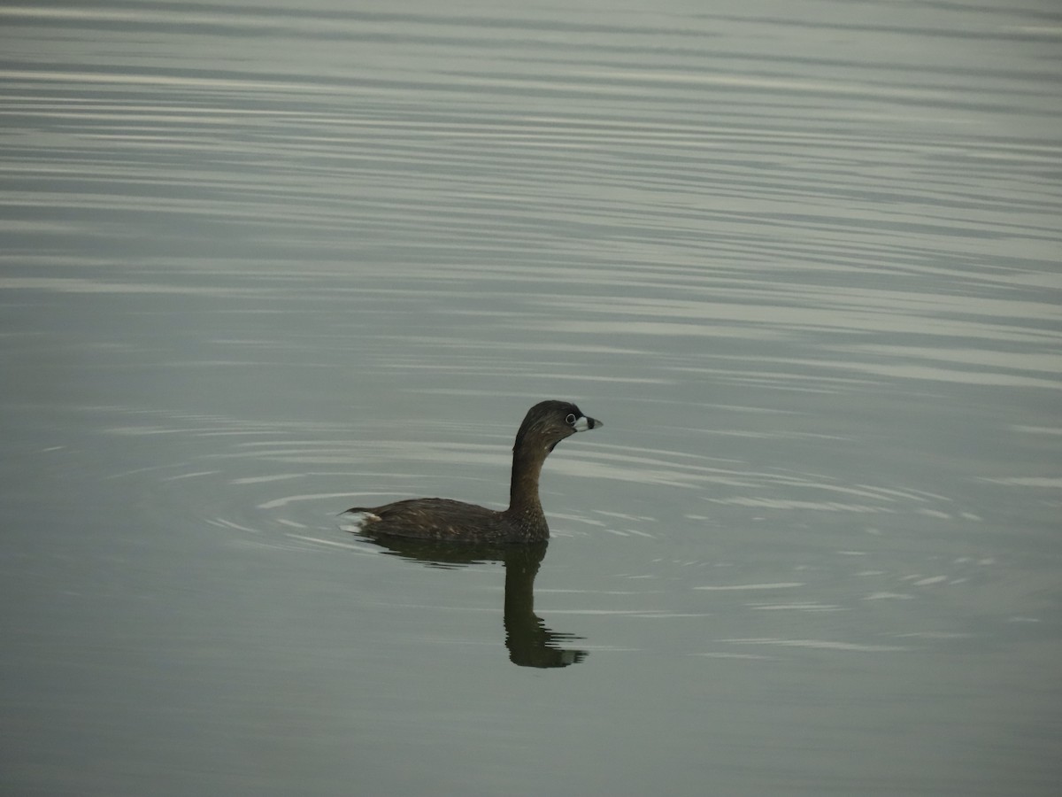 Pied-billed Grebe - ML578700171