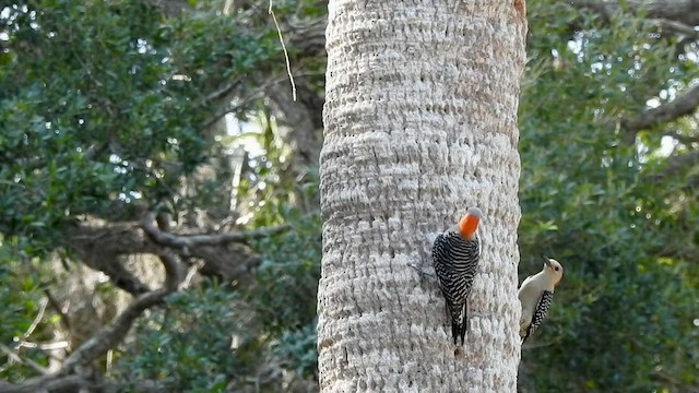 Red-bellied Woodpecker - ML578701221