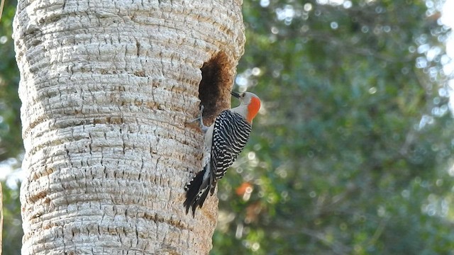 Red-bellied Woodpecker - ML578701281