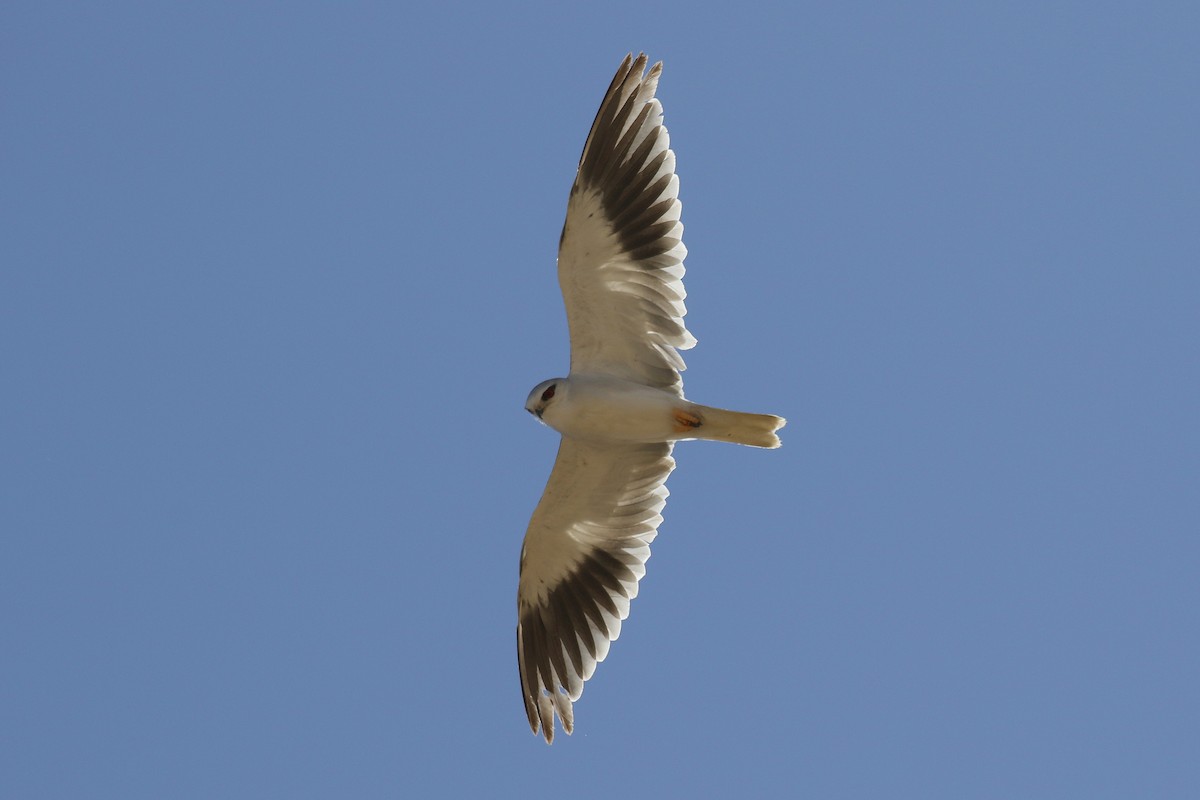 黑翅鳶 - ML578701651