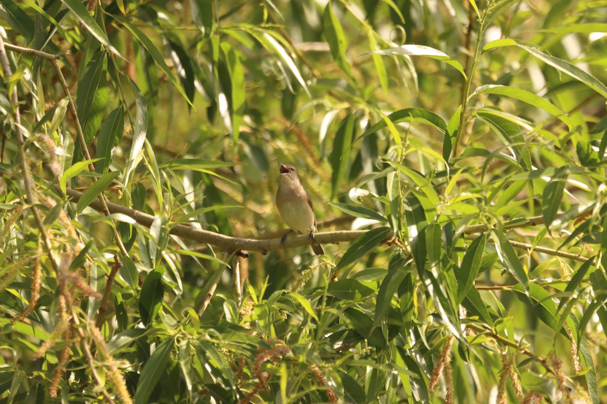 Curruca Mosquitera - ML578703321