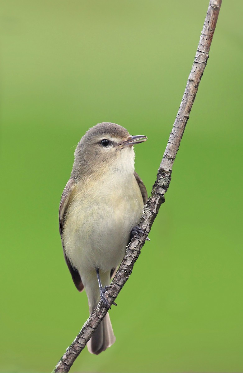 Warbling Vireo (Eastern) - ML57870421