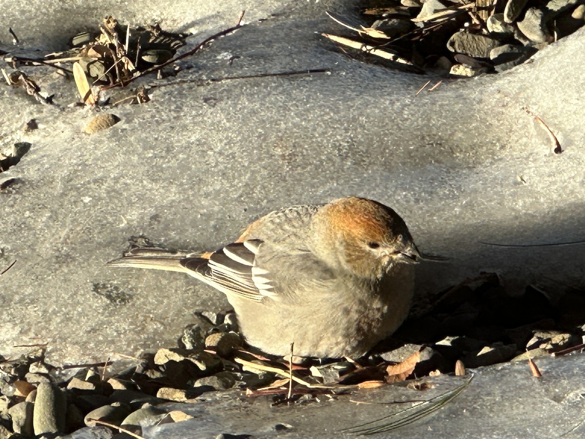 Pine Grosbeak - ML578704841