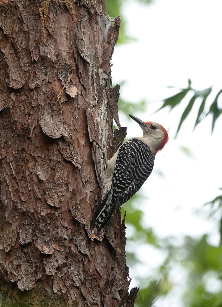 Red-bellied Woodpecker - ML578705581