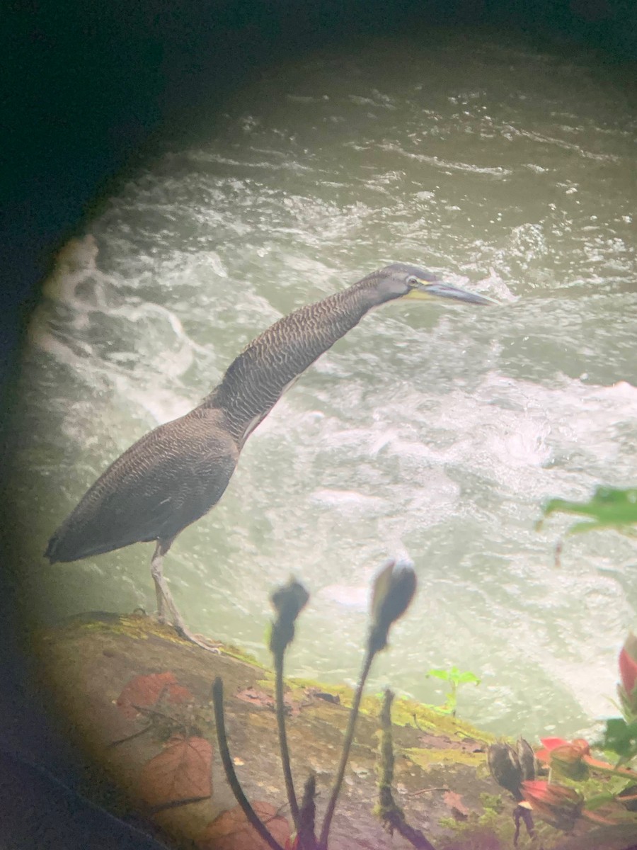 Fasciated Tiger-Heron - ML578705811