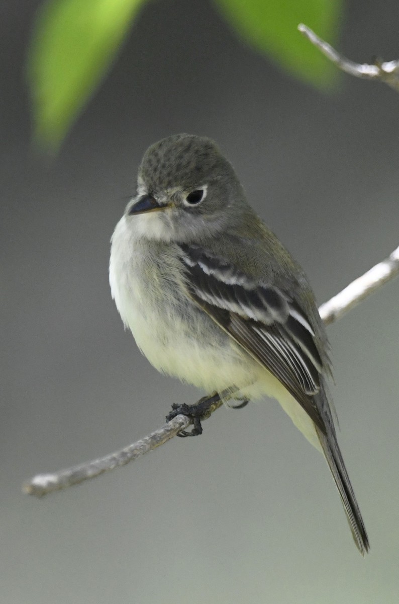 Least Flycatcher - Julie Johnston