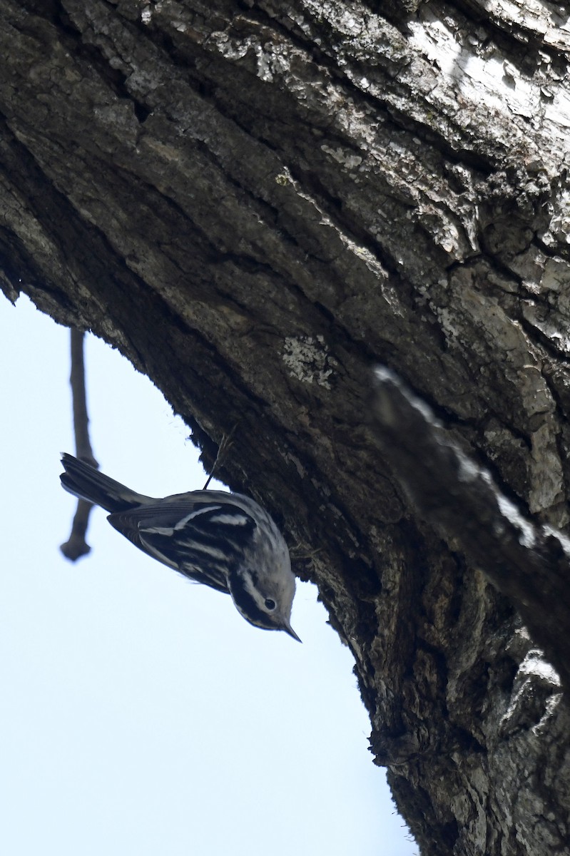 Black-and-white Warbler - Julie Johnston