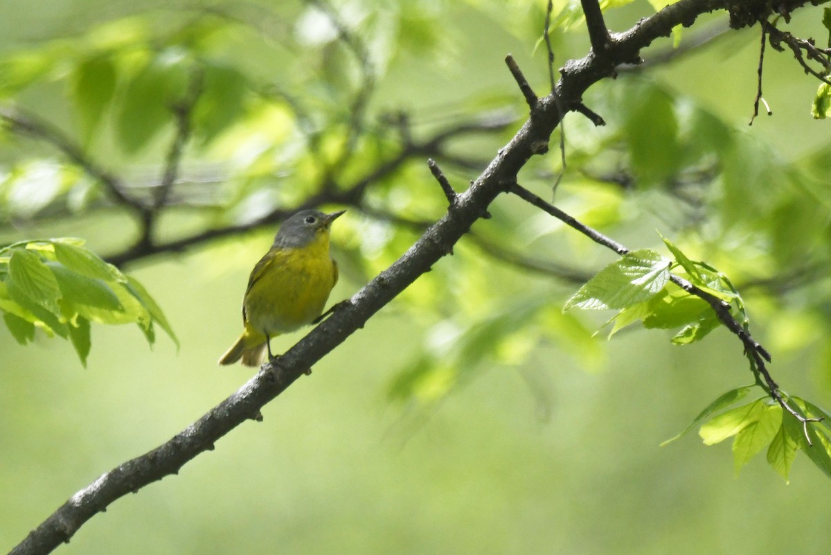 Nashville Warbler - ML578706201