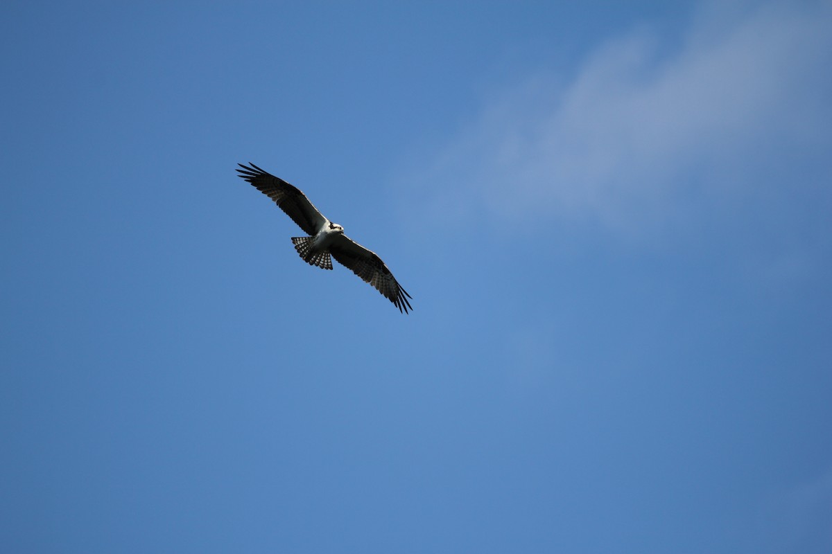 Águila Pescadora - ML578706231