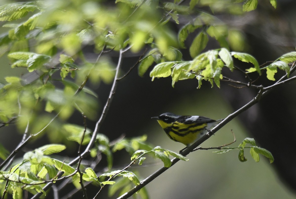 Magnolia Warbler - Julie Johnston