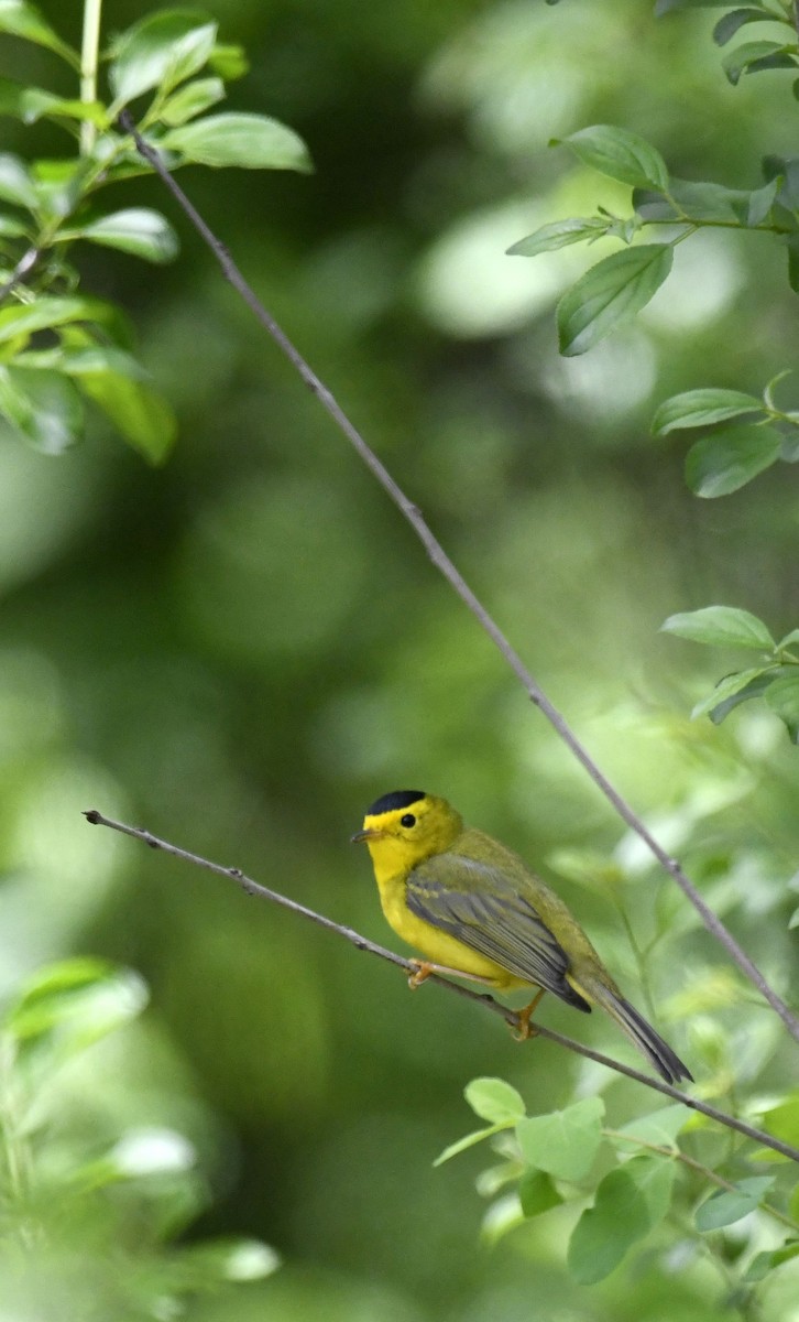 Wilson's Warbler - Julie Johnston