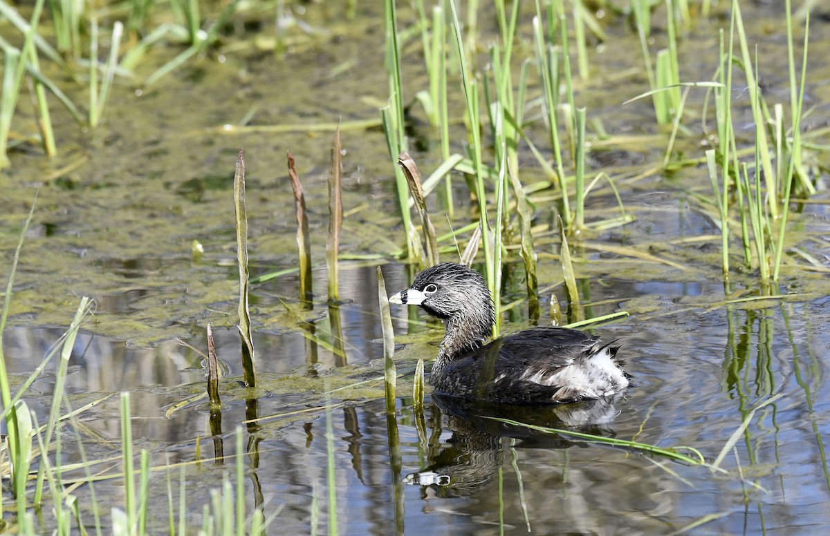 Pied-billed Grebe - ML578707161