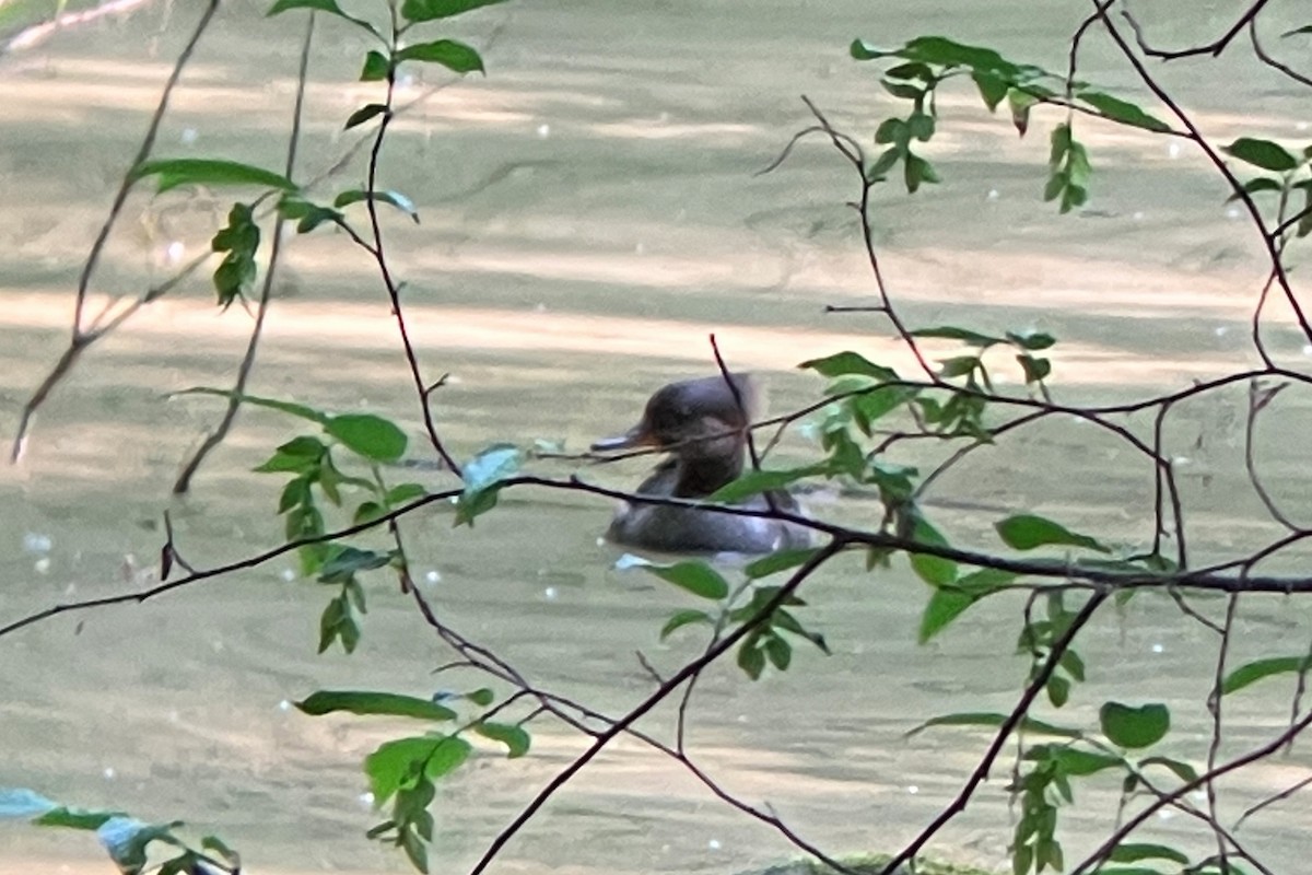 Hooded Merganser - ML578708111