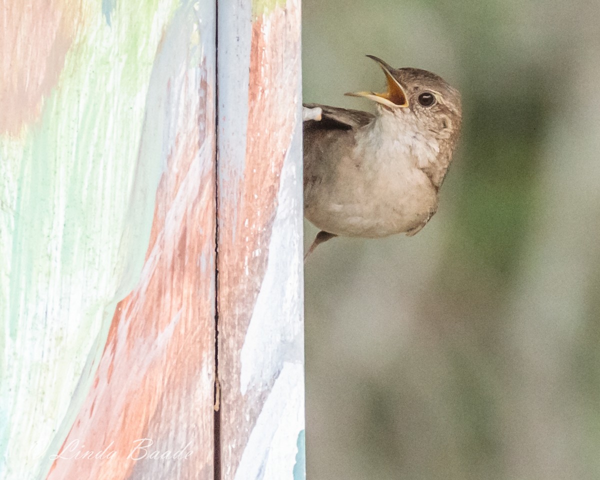 House Wren - Gerry and Linda Baade