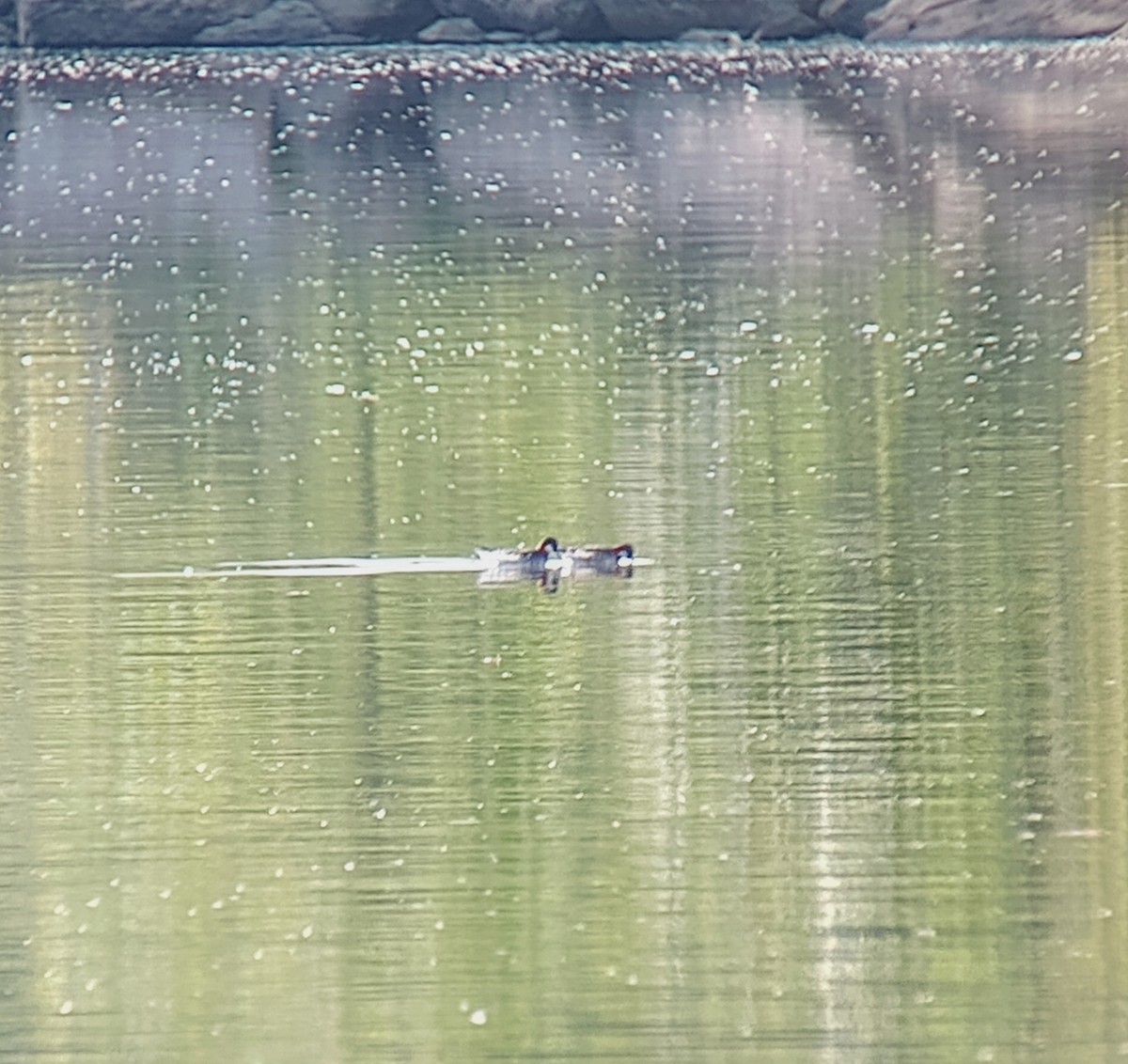 Red-necked Phalarope - ML578711361
