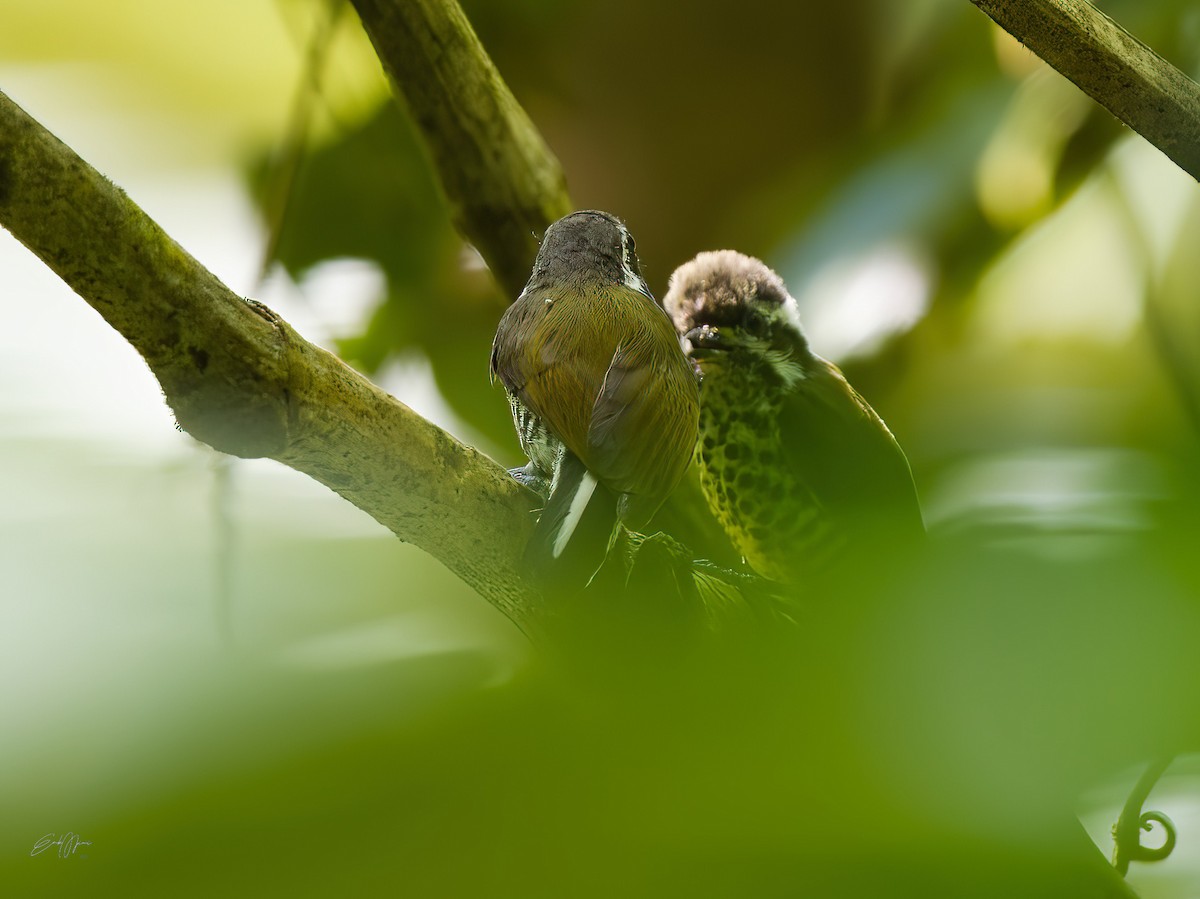 Speckled Piculet - Engku Ahmad Khairinuddin Engku Mohd Anuar