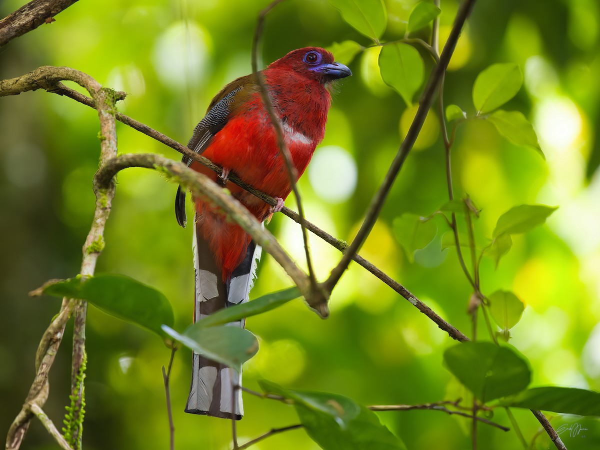 Red-headed Trogon - ML578711911
