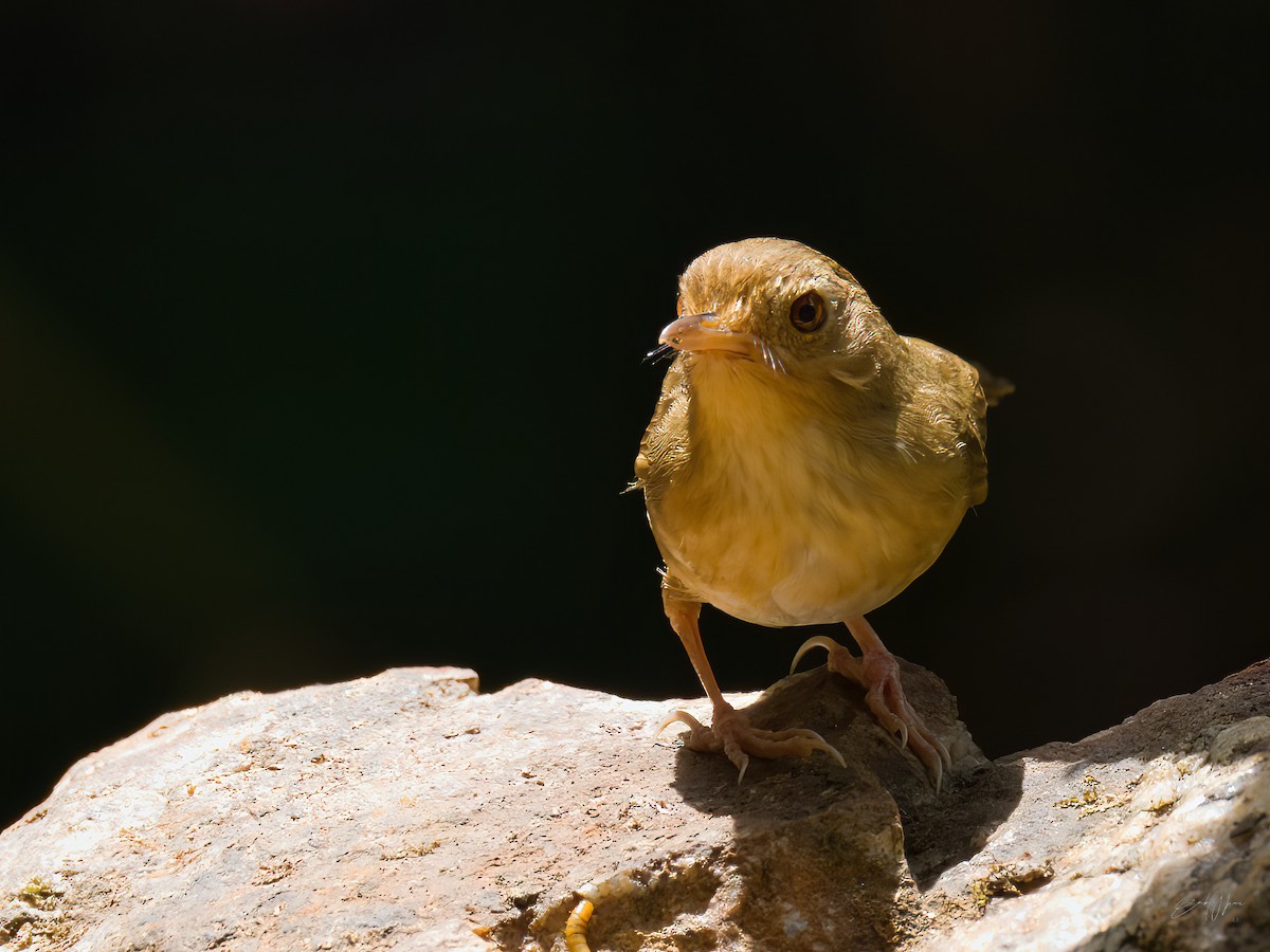 Buff-breasted Babbler - ML578712031