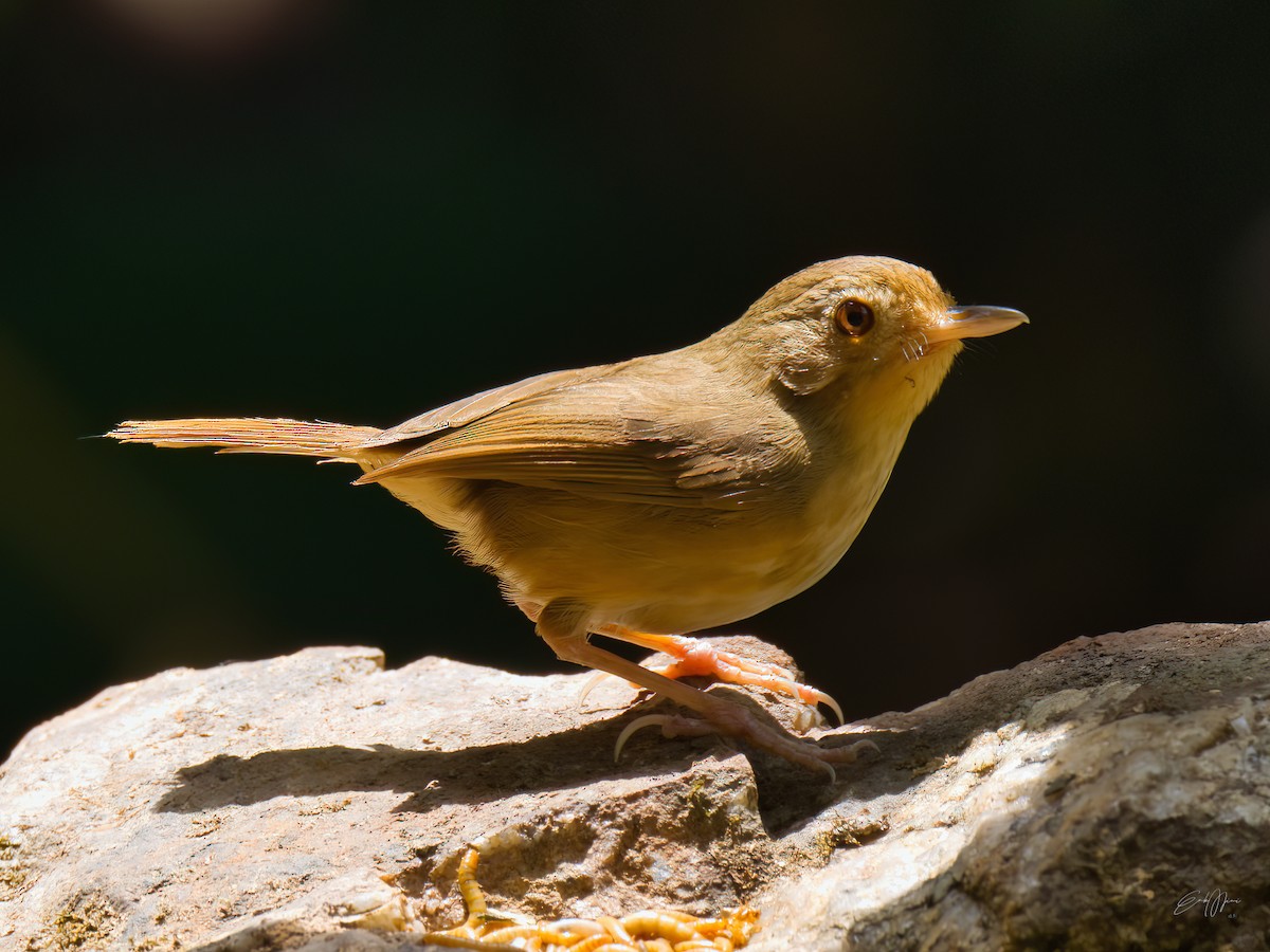 Buff-breasted Babbler - ML578712051