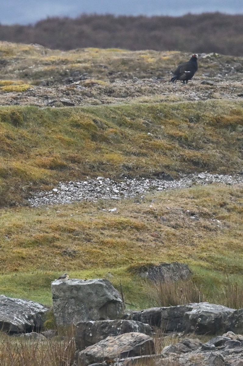 Northern Wheatear - ML578712151