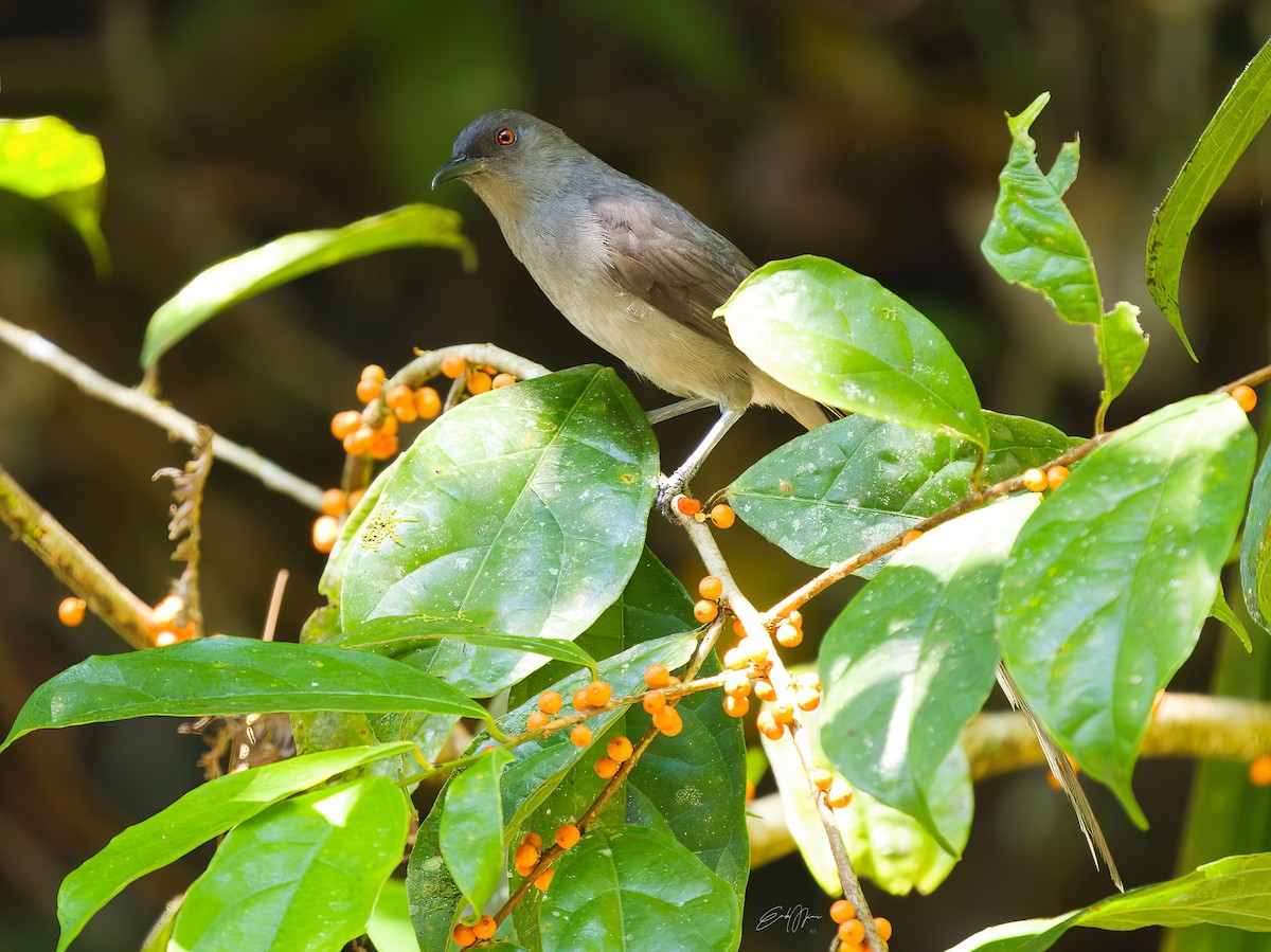 Long-tailed Sibia - ML578712301