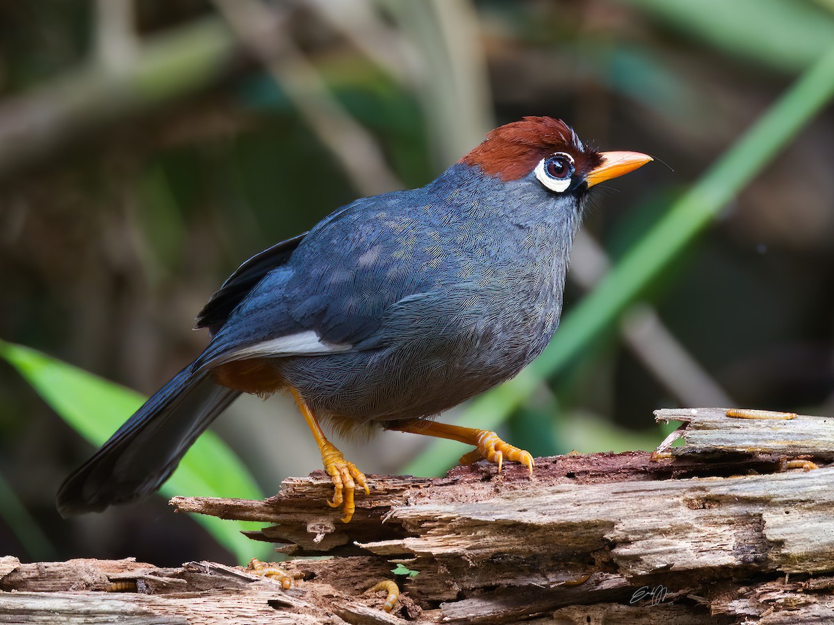 Chestnut-capped Laughingthrush - ML578712431