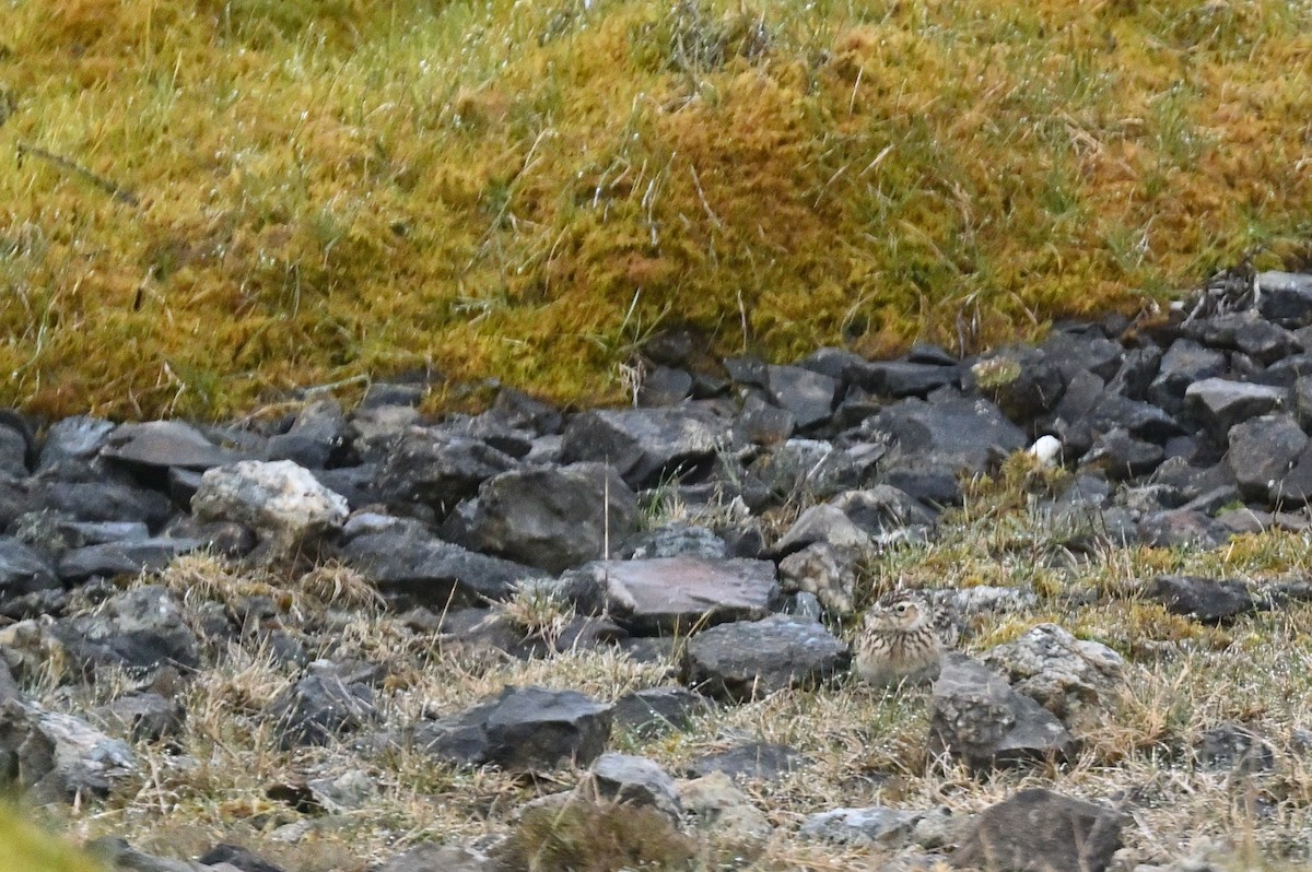 Eurasian Skylark - ML578712611