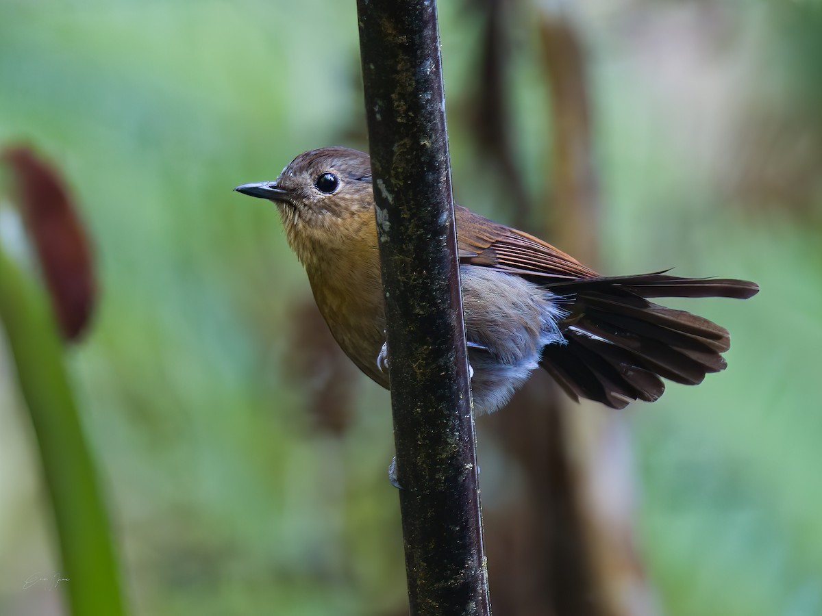 White-tailed Robin - ML578712791