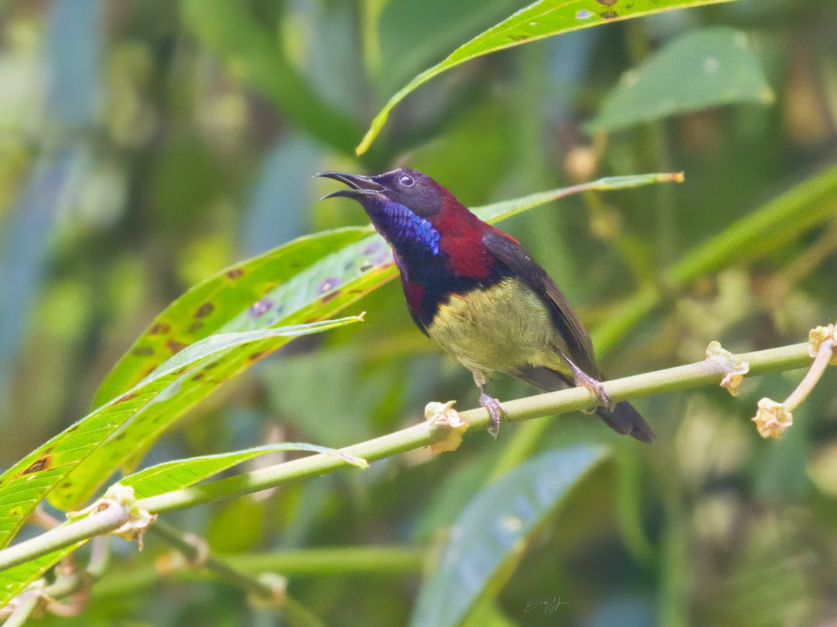 Black-throated Sunbird - ML578713041