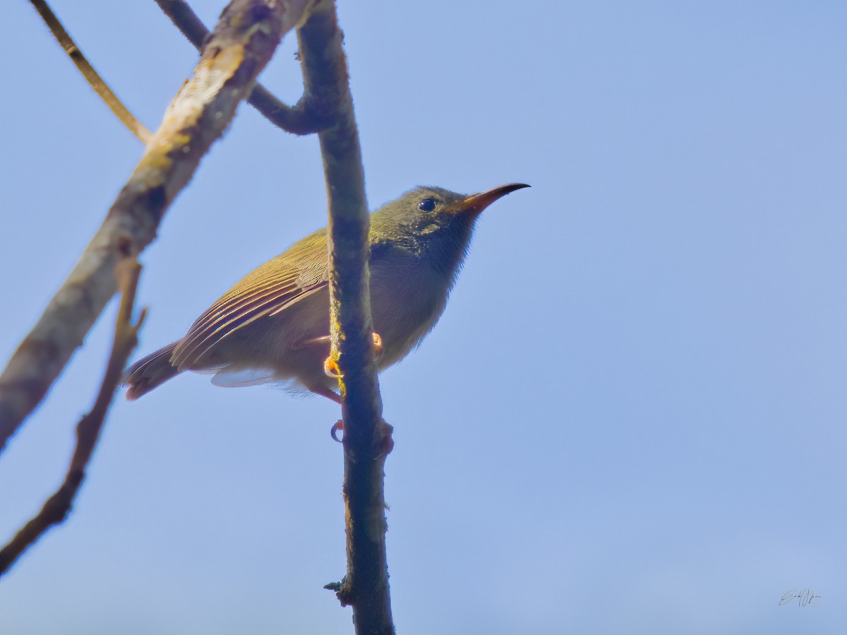 Black-throated Sunbird - ML578713051