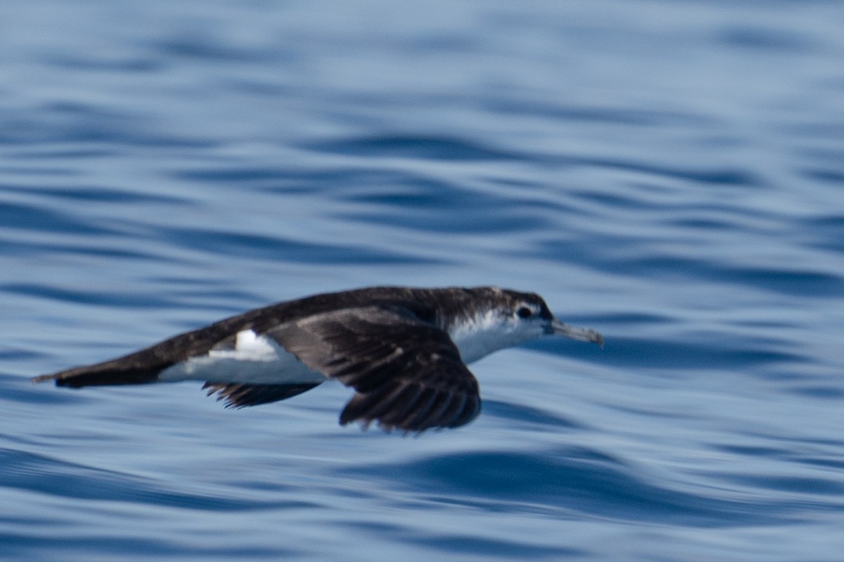 Audubon's Shearwater - Angel Muela whitehawkbirding.com